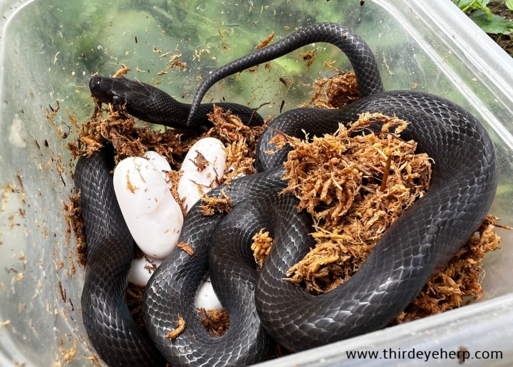 African House Snake